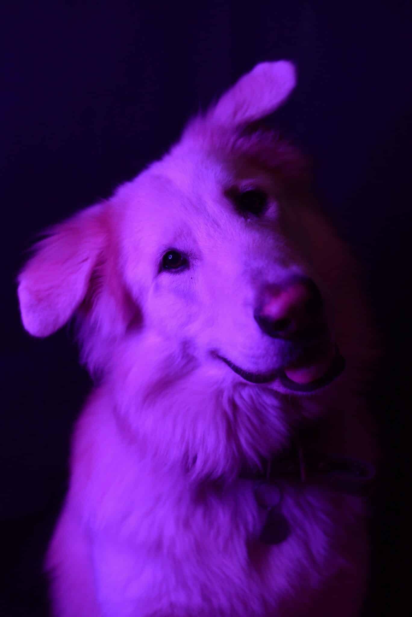 purple lights dog